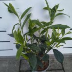 Vavrínovec lekársky (Prunus Laurocerasus) ´CAUCASICA´ - výška 30-40 cm, kont. C3L (-21°C)